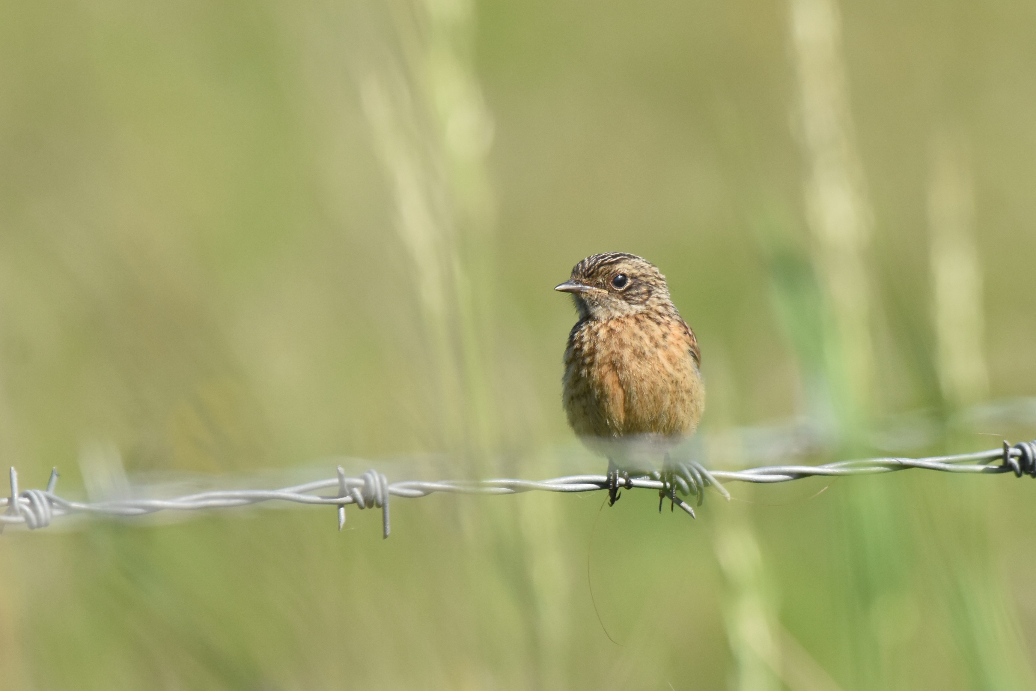 (Engeland). Foto van Ton Renniers.